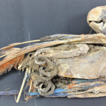 Mummified parrots point to trade in the ancient Atacama desert