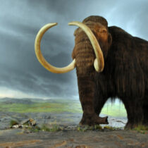 Woolly mammoths may have overlapped with first humans in New England