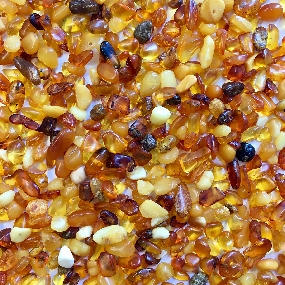 Baltic amber is not only beautiful, but also a potential source of new antibiotics.
Credit: Connor McDermott