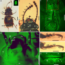 Scientists uncover the last meal of a Cretaceous pollinator