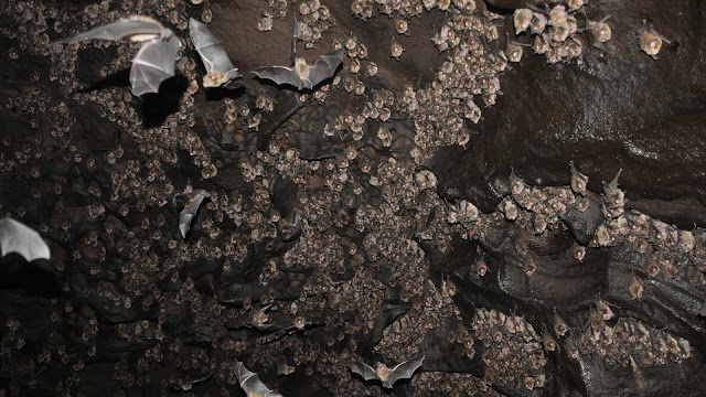 The eastern horseshoe bats (Rhinolophus megaphyllus) that provided the raw material
for the experiment. Credit : Mike Morley, Flinders University
