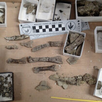Fearsome Tyrannosaurs were social animals, study suggests