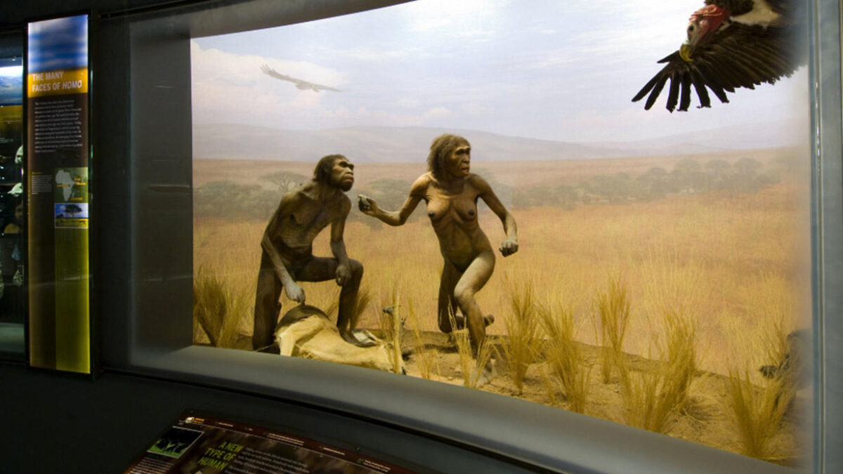 A diorama showing Homo erectus (sometimes called Homo ergaster) in the American Museum of Natural History’s Anne and Bernard Spitzer Hall of Human Origins. Homo erectus was a very successful early human who roamed the world for nearly 2 million years.
D. Finnin/© AMNH
