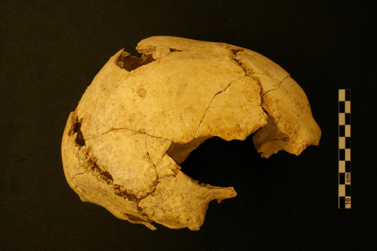 Human skull of Mollet III at Serinyà from the ancient excavation. Image: University of Tübingen