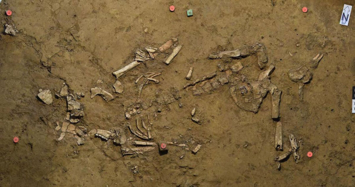 The Early Bronze Age female burial as found. The green pin (top center) marks the place the gold spiral was uncovered. Credit: University of Tübingen