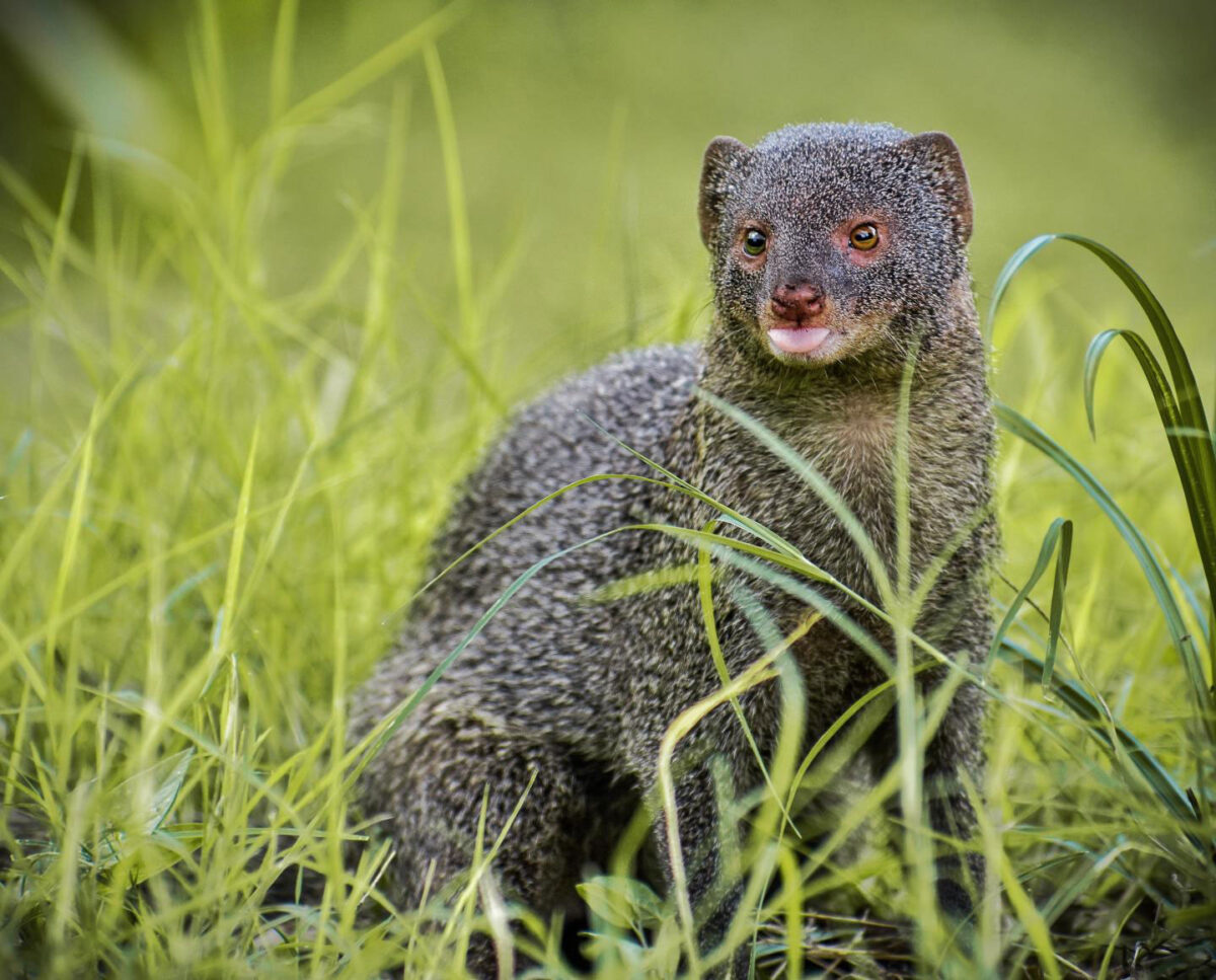 The mongoose was introduced by colonists to the islands of Guadeloupe in the 1880s as a method of controlling rats and snakes. It has had a detrimental effect on snake and lizard biodiversity. Credit : Photo by Omkar Vinchu from Pexels