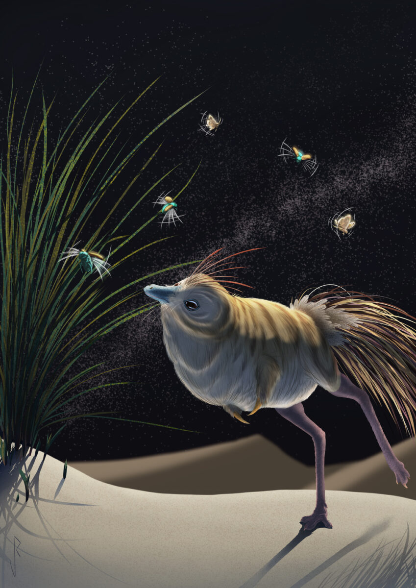 Shuvuuia deserti artist's reconstruction 1. Credit: Viktor Radermaker