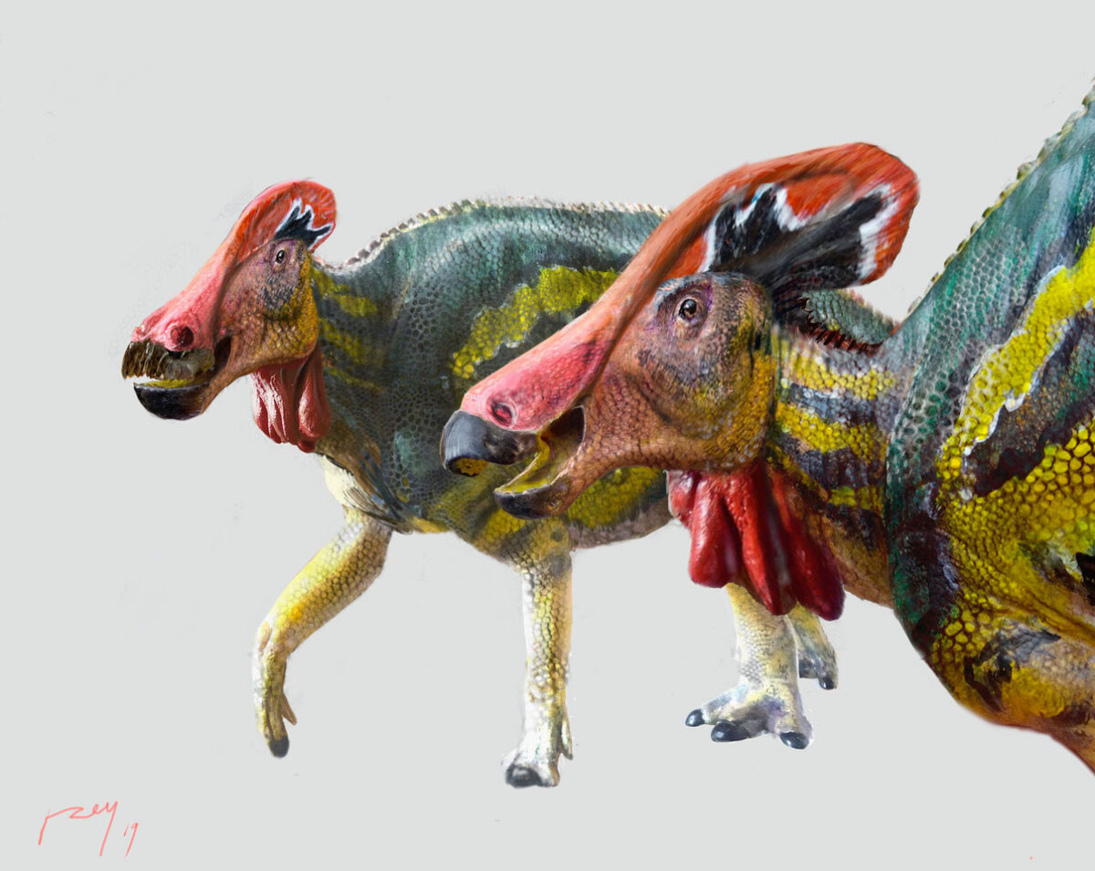 Tlatolophus galorum, the new species of dinosaur (photo: INAH / Luis V. Rey).