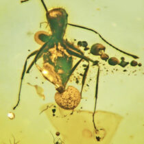 New genus and species of fungal parasite