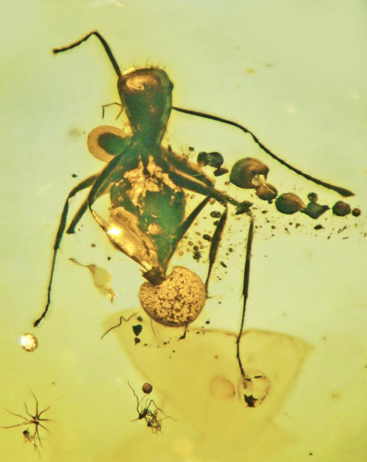 Oregon State University research has identified the oldest known specimen of a fungus parasitizing an ant, and the fossil also represents a new fungal genus and species. A mushroom is the reproductive structure of many fungi, including the ones you find growing in your yard, and OSU's George Poinar Jr. and a collaborator in France named their discovery Allocordyceps baltica. They found the new type of Ascomycota fungi in an ant preserved in 50-million-year-old amber from Europe's Baltic region. The mushroom is coming out of the ant's rectum, and vegetative part of the fungus is emerging from its abdomen and neck. (image courtesy George Poinar Jr.) Credit : George Poinar Jr., OSU