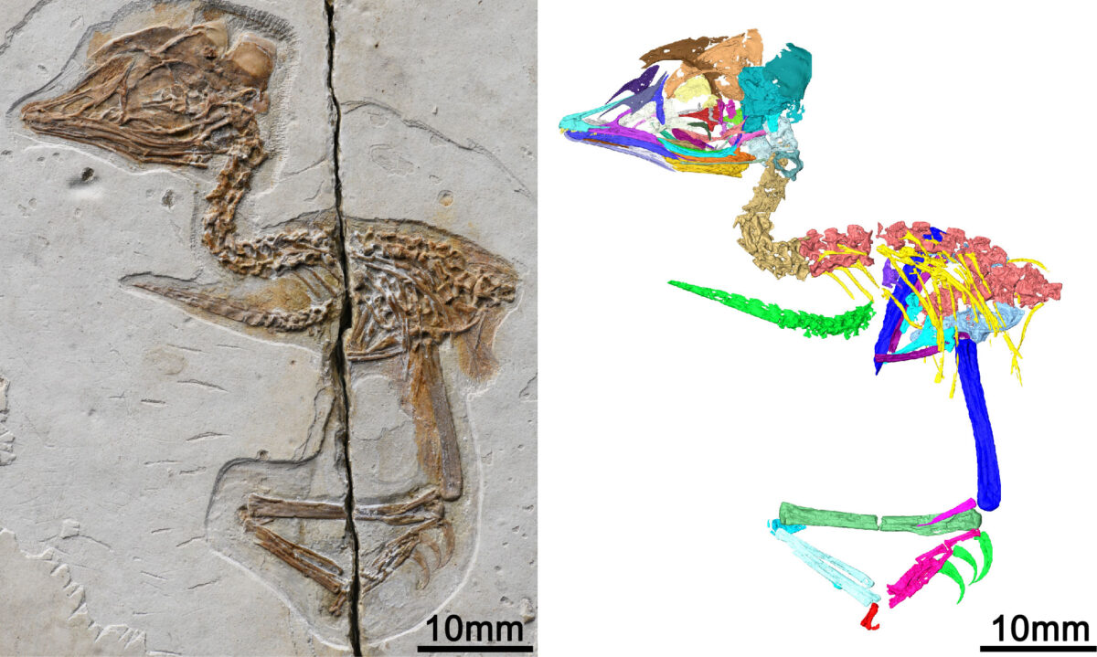 Digital reconstruction of the new Mesozoic bird fossil skeleton (scale bar: 10 mm) (Image by WANG Min)