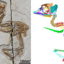 Tiny ancient bird from China shares skull features with Tyrannosaurus rex