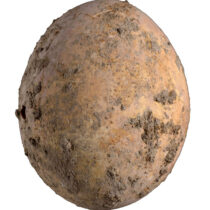 Excavations in Yavne have recovered an intact chicken egg
