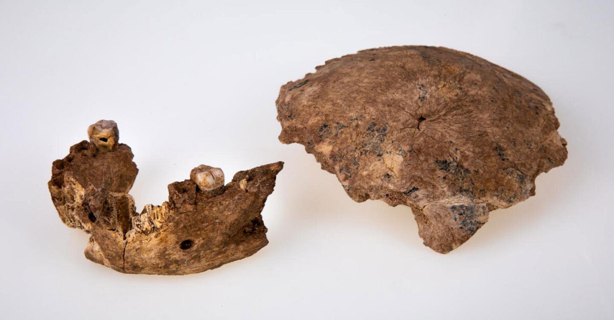 The Nesher Ramla human mandible (left) and parietal bone (right). Credit : Avi Levin and Ilan Theiler, Sackler Faculty of Medicine, Tel Aviv University