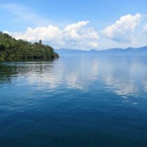 Forest regrowth and widespread Indigenous mortality