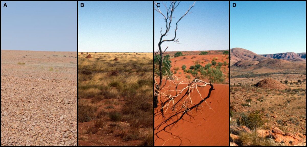 Land systems of the Western Desert include (A) stony plains, (B) sand plains, (C) sandridge desert and (D) montane desert uplands. These coarse-scale geographical units feature prominently in past ecological and archaeological models of pre-contact Aboriginal land use. Recent satellite modelling depicts the highly varied suitability of foraging habitats within these arid land systems. Credit : Photos: W. Boone Law.