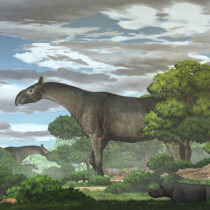 New discovery shows Tibet as crossroads for giant rhino dispersal