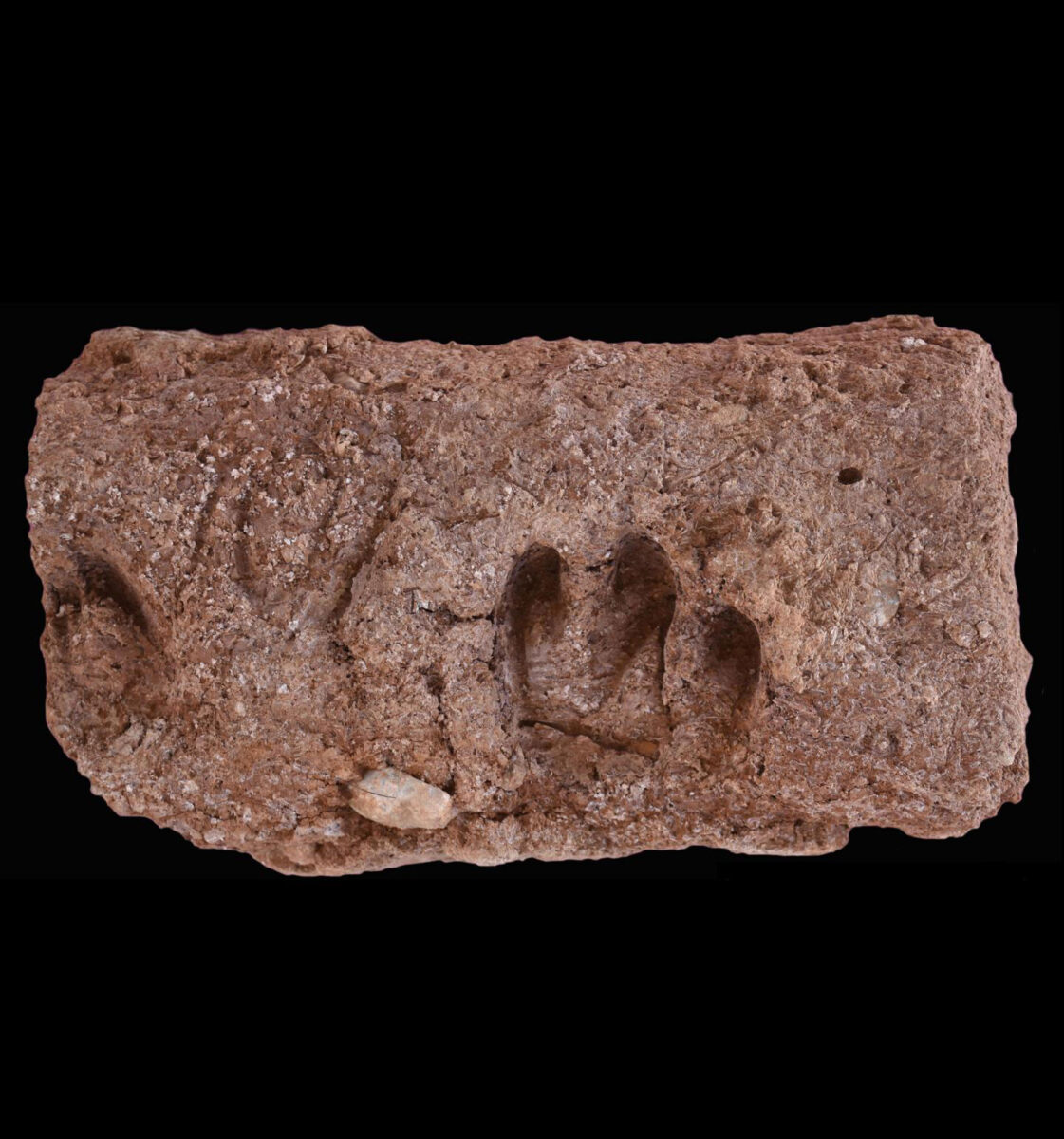 Indentation of several goat hooves in a brick from the archaeological site of Ganj Dareh, Image credit, Tracking Cultural and Environmental Change project.