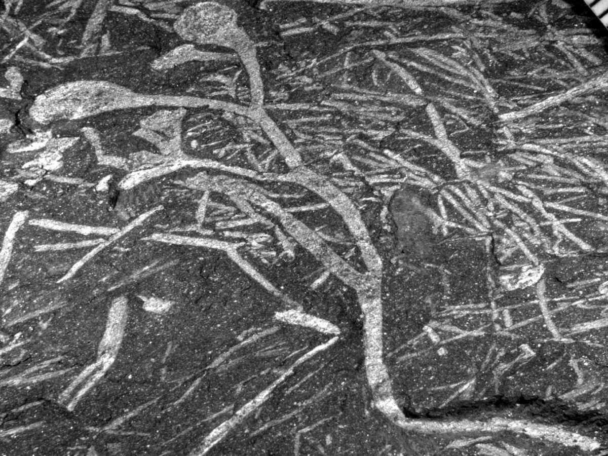 A small plant whose axes divide several times before bearing oval sporangia. Credit : ©Univeristé de Liège