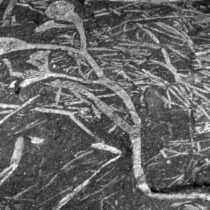 Discovery of the oldest plant fossils on the African continent!