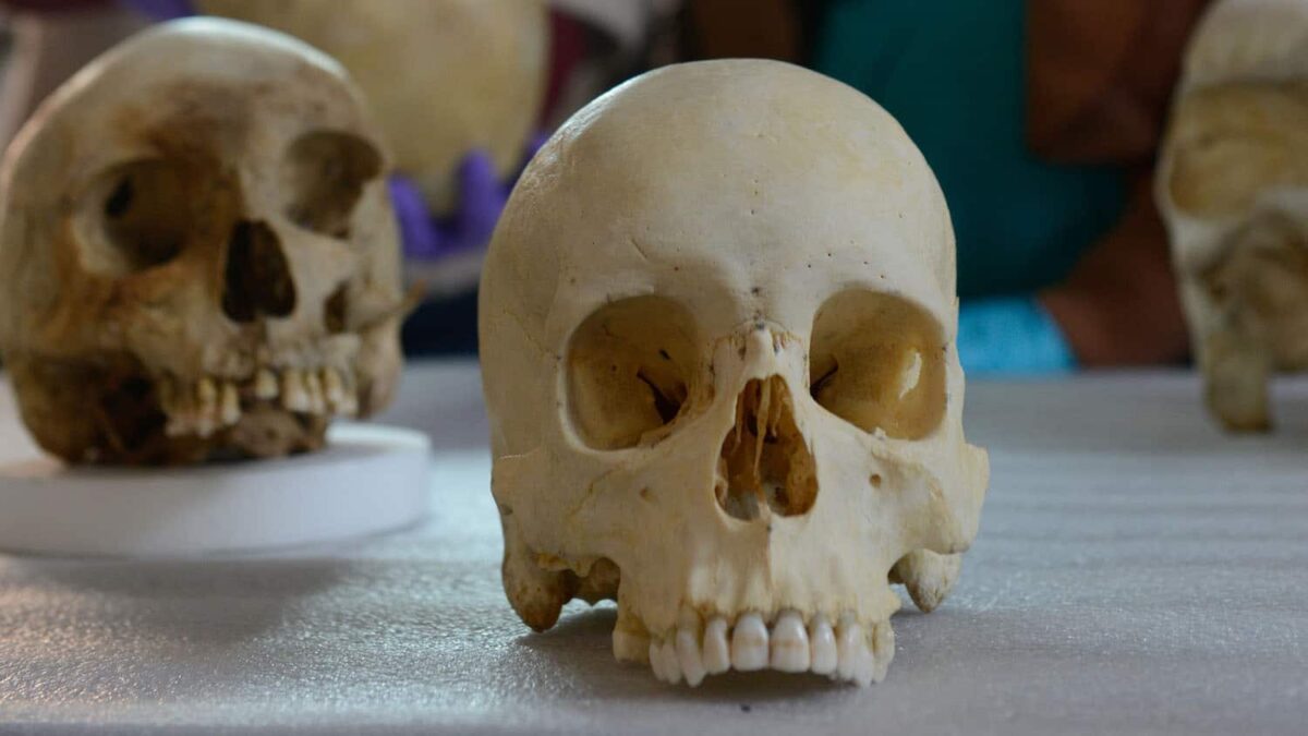 Skulls in the lab of Ann Ross at NC State University. Ross is a biological anthropologist and forensic science researcher. Credit : Marc Hall, NC State University
