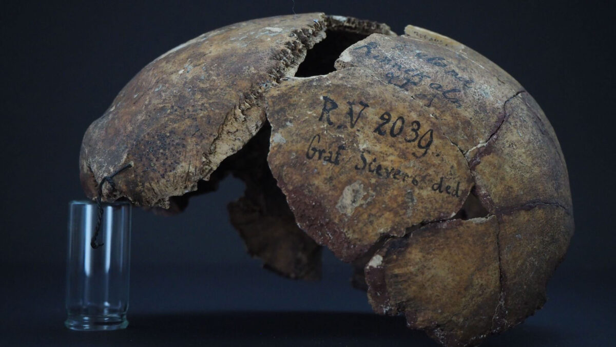 Skull bones of the man who was buried in Riņņukalns, Latvia, around 5000 years ago. The research team has discovered the plague pathogen in these bones. © Dominik Göldner, BGAEU, Berlin