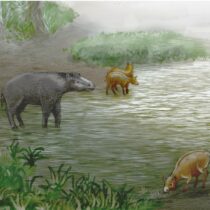 New species of pseudo-horses living 37 million years ago