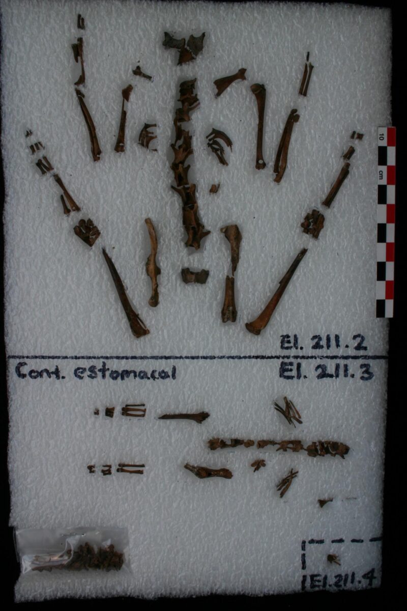 The bones of two rabbits found in the stomach contents of an eagle sacrificed at the Sun Pyramid in Teotihuacan, Mexico. Credit : Nawa Sugiyama/UCR