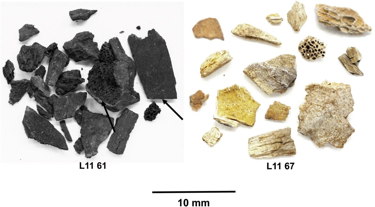 Small fragments of burnt bone from Palaeolithic L'Abri Pataud in the Dordogne in France.