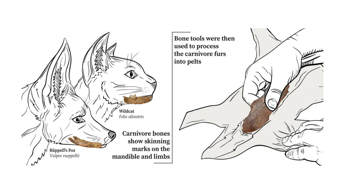 Carnivores were skinned for fur and bone tools were then used to prepare the furs into pelts. © Jacopo Niccolò Cerasoni 2021
