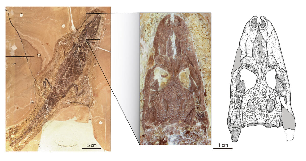 Skeleton and skull (enlargement) of one of the rare finds of Tsoabichi greenriverensis, an early caiman crocodile, from the approximately 52 million-year-old rocks of the Green River Formation in Wyoming, USA. © Image: Agnes Fatz, Tobias Massonne, Gustavo Darlim