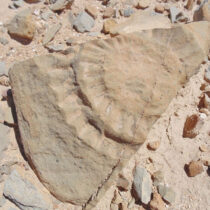 Fossilized remains of a Pterosaur in the Atacama desert