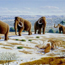 Biotechnology Company wants to recreate woolly mammoths