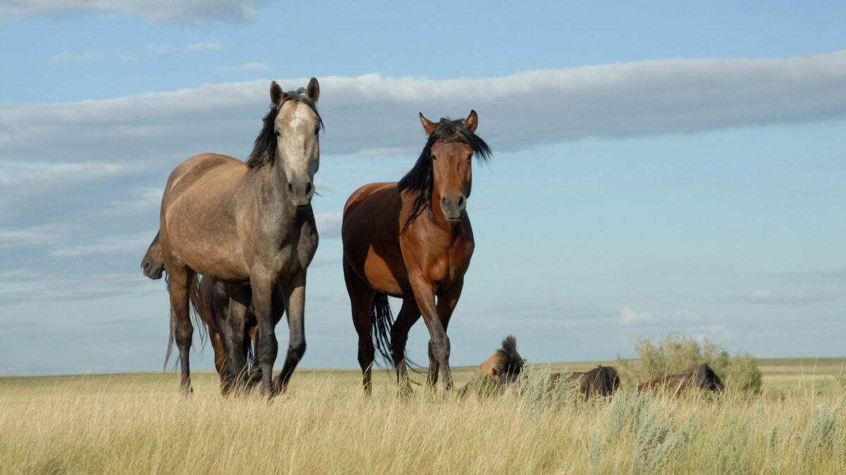 Horses of the Eurasian steppe. © A. Senokosov