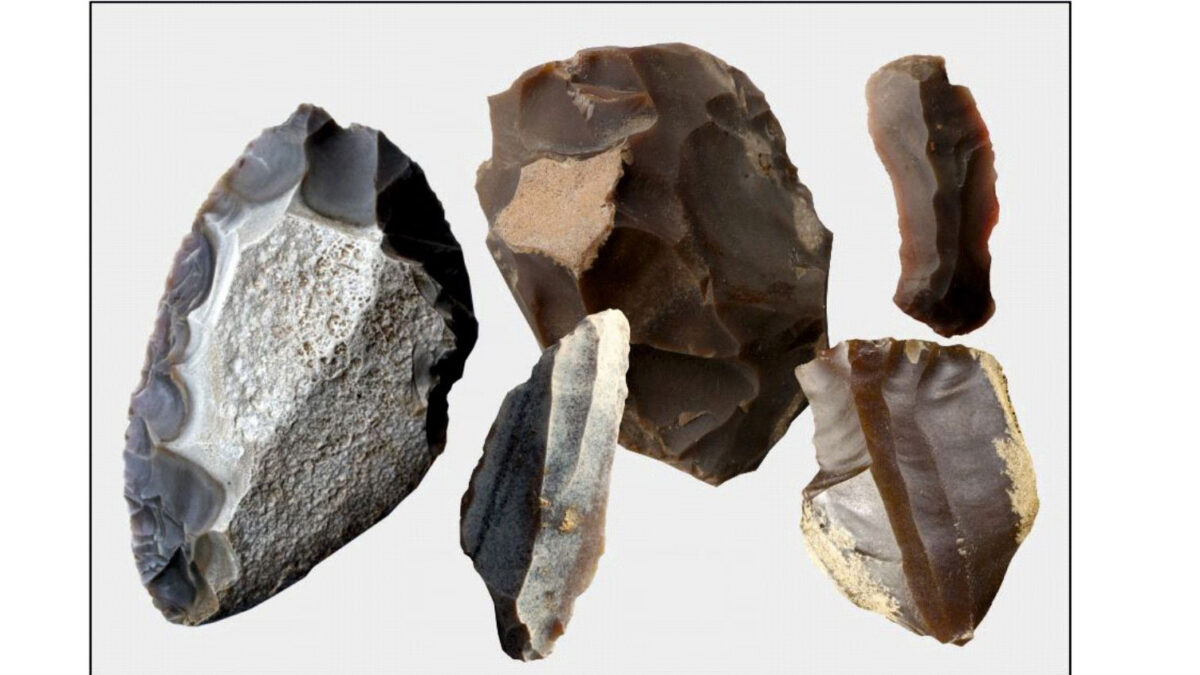The quality of chocolate flint was appreciated by prehistoric communities from the Middle Palaeolithic, through the Mesolithic and Neolithic, to the Iron Age (from about 250,000 years ago to the turn of the era), and it enjoyed the greatest popularity in the Upper Palaeolithic (15-12,000 years ago). Photo : Magdalena Sudoł-Procyk