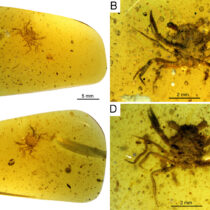 A tiny 100 million year old crab found in amber