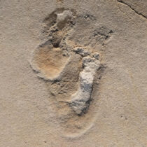 Oldest footprints of pre-humans identified in Crete