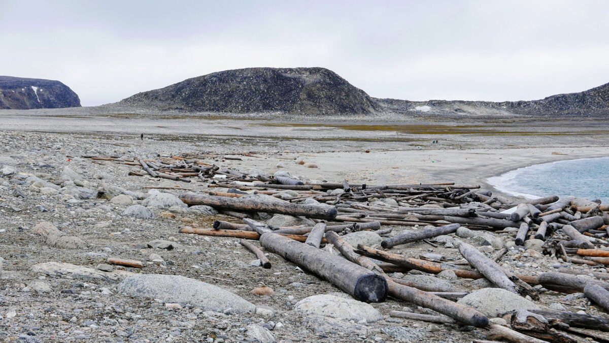 Geoscientist Georgia Hole used tree rings to retrace the paths of driftwood, once frozen in sea ice, as it made its way through the Arctic. “Some of these beaches are really full of driftwood—driftwood as far as the eye can see. And when you remember that these areas we were studying had no forest, completely treeless, it gives you that sense of scale.” Credit: Georgia Hole