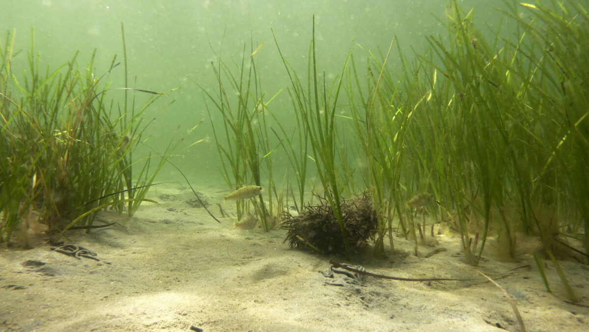Many marine organisms, for example sea grasses in the Baltic sea, reproduce by forming clones. Their genetic information consists of a mosaic of original and newly acquired genes. © Dr Jan Dierking, GEOMAR