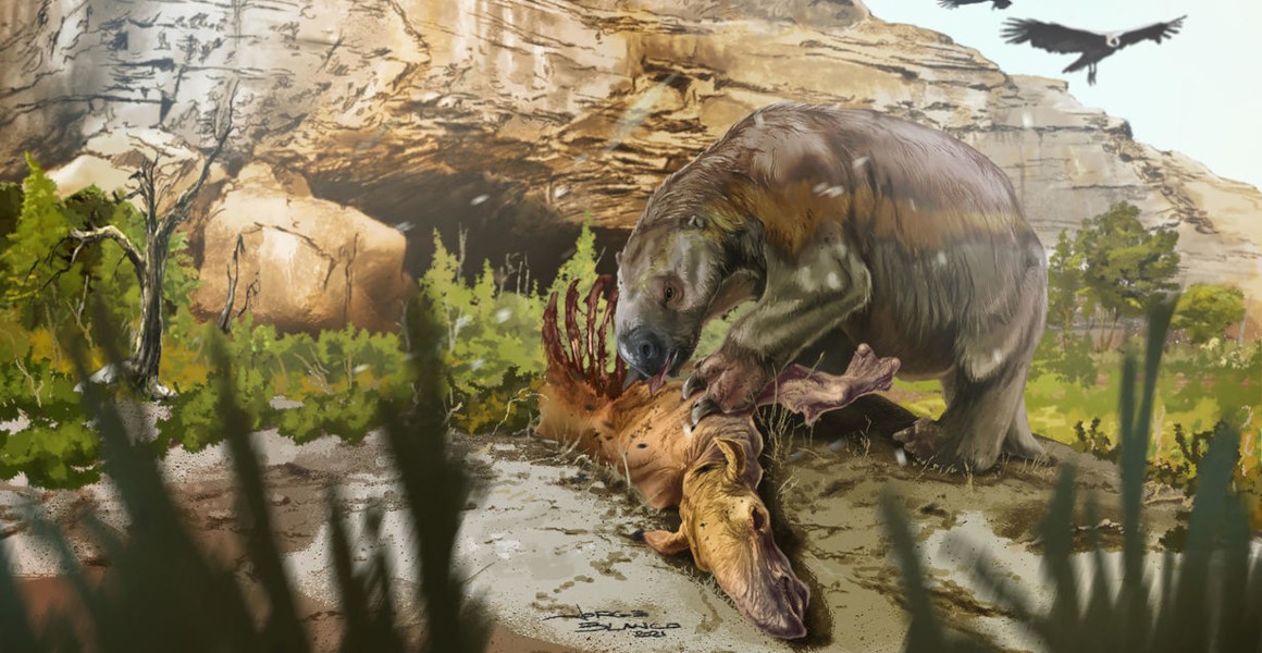 Mylodon darwinii is now believed to have eaten the leftovers of predators to support its huge bulk. Artistic reconstruction: Jorge Blanco