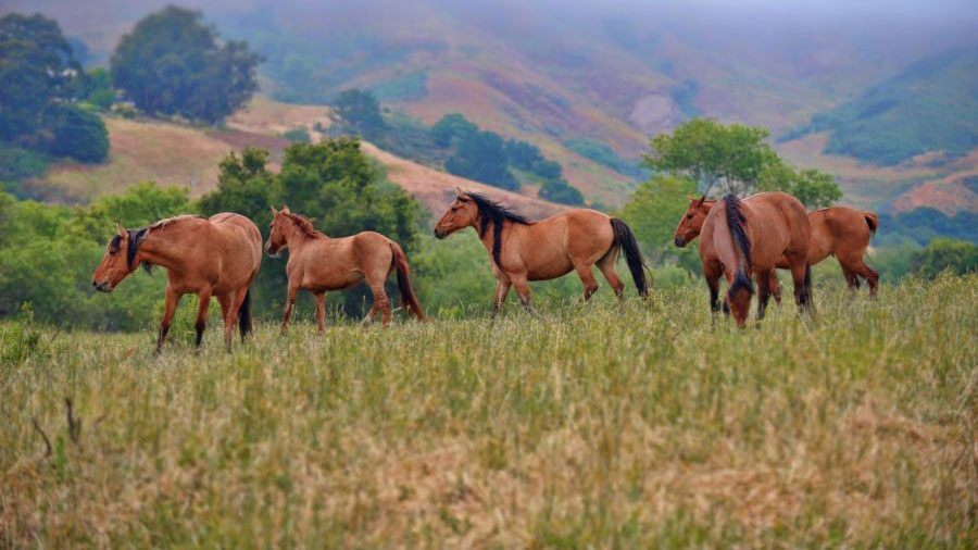 The identical signs have been found in the genomes of domesticated horses in Eurasia. 
