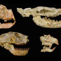 The climate-driven mass extinction no one had seen