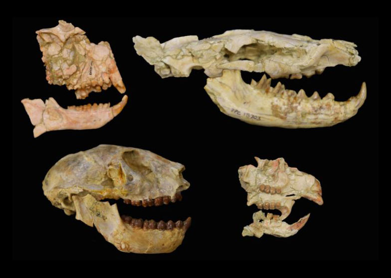 Fossils of the key groups used to unveil the Eocene-Oligocene extinction in Africa with primates on the left, the carnivorous hyaenodont, upper right, rodent, lower right. These fossils are from the Fayum Depression in Egypt and are stored at the Duke Lemur Center’s Division of Fossil Primates. Credit: Matt Borths, Duke University Lemur Center