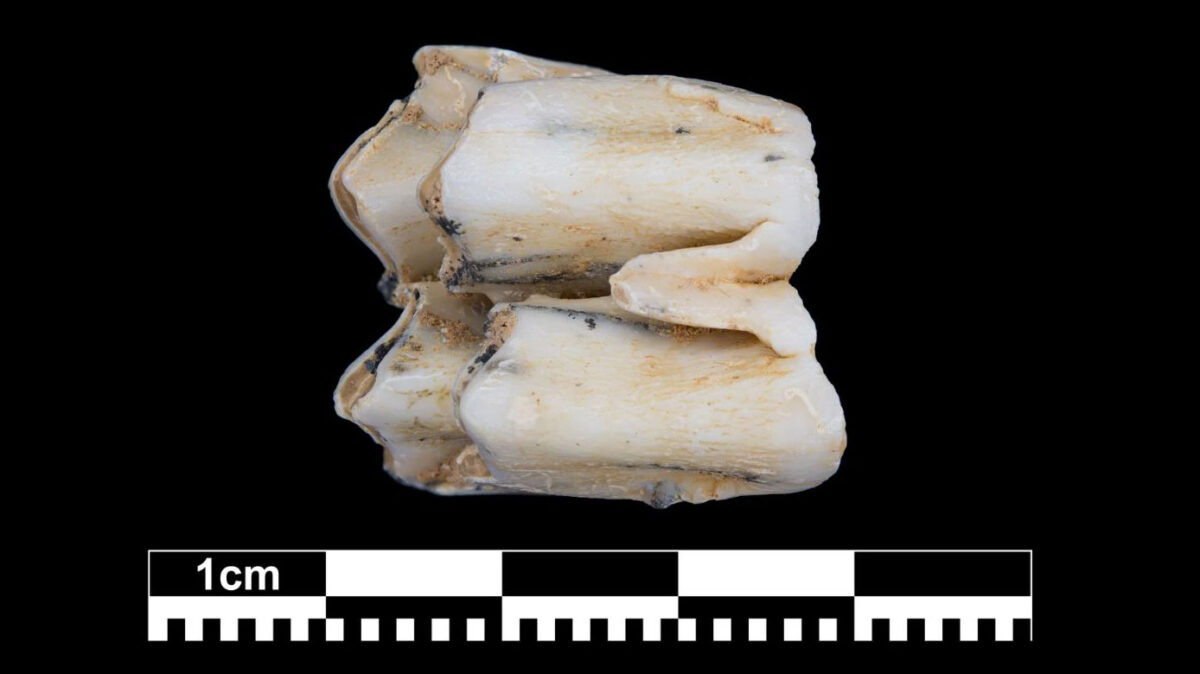 Fossil tooth of a sambar deer, from which a tooth enamel sample was taken for the zinc isotope analysis. This species of deer is still found today in Southeast Asia, and Laos specifically.
© MPI f. Evolutionary Anthropology