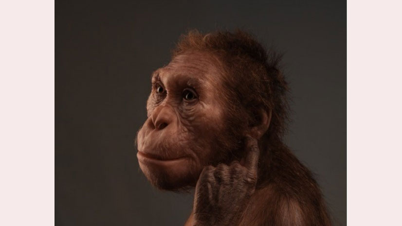 Life reconstruction of Australopithecus sediba com-missioned by the University of Michigan Museum of Natural History. [© Sculpture: Elisabeth Daynes/Photograph: S. Entressangle]