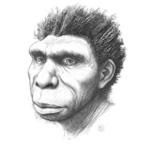 Experts name new species of human ancestor