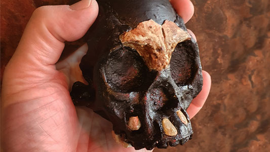 Leti's skull fits into the palm of a modern human hand. Credit: Wits University
