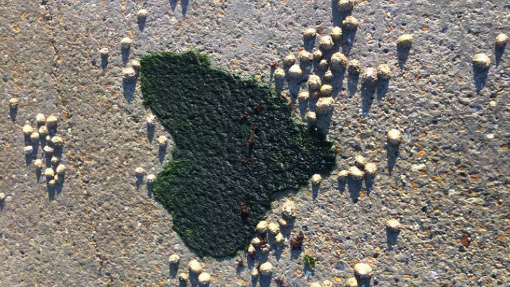 Limpets are among the most abundant and familiar features of the world’s coastlines. Credit : Steve Hawkins/Marine Biological Association
