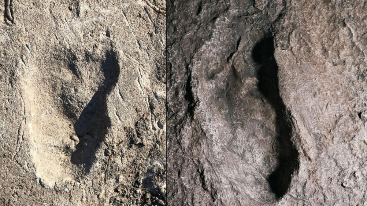 Comparing the A3 (photo on left) and G footprints revealed that the A3 and G footprints differ in width. On right is a cast of G1. (Photos by Jeremy DeSilva [left] and Eli Burakian ’00)