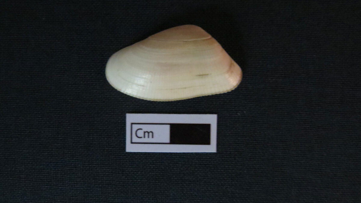 Archaeologists have discovered a way to reconstruct past climates by analyzing the shells of this species of short-lived surf clams, Donax obesulus, which have been consumed by people since ancient times. Credit: Jacob Warner, LSU